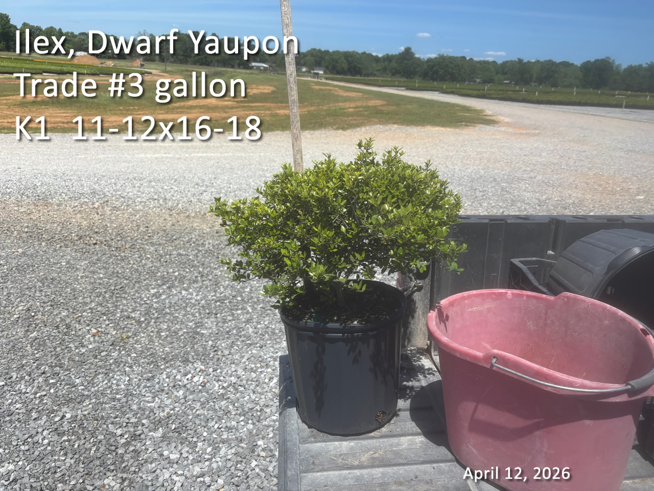 gallery/yaup3t k1 apr12.jpg